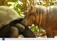 MZEE', A GIANT TORTOISE, WHO HAS BECOME A SURROGATE MOTHER TO AN ORPHANED BABY HIPPOPOTAMUS AT THE HALLER PARK WILDLIFE SCANTUARY, MOMBASSA, KENYA - 2005