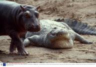 HIPPOS GROOMING CROCODILES AT 'HIPPO HAVEN', SAVE VALLEY CONSERVANCY, ZIMBABWE