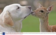 Orphaned Deer Bluebell has been adopted by Labrador dog Sam, Stansted, Essex, Britain - 26 Aug 2006