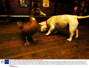 Daffy the duck and Jock the West Highland Terrier who are best friends at the Green Dragon pub, Cambridge, Cambridgeshire, Britain - 09 Oct 2006