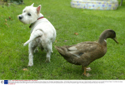Daffy the duck and Jock the West Highland Terrier who are best friends at the Green Dragon pub, Cambridge, Cambridgeshire, Britain - 09 Oct 2006