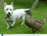 Daffy the duck and Jock the West Highland Terrier who are best friends at the Green Dragon pub, Cambridge, Cambridgeshire, Britain - 09 Oct 2006