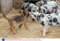 Jasper the border terrier pup plays in the piglet pen, Kenniford Farm, Near Exeter, Devon, Britain  - Oct 2007