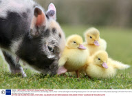 A piglet is a duckling's best friend, Pennywell Farm, Buckfastleigh, Devon, Britain - 30 Mar 2008