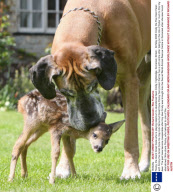 Rocky, the Giant Great Dane who is playing stepmum to abandoned fawn Cindy, Highbridge, Somerset, Britain - 02 May 2008