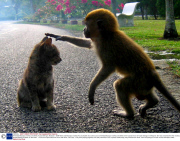 A friendly Macaque monkey and kitten, Kuala Selangor, Malaysia - 2008