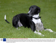 A greyhound and an owl have formed a bizarre friendship at an animal centre, Ringwood Raptor and Reptile Centre, New Forest, Hampshire, Britain - Aug 2008