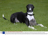 A greyhound and an owl have formed a bizarre friendship at an animal centre, Ringwood Raptor and Reptile Centre, New Forest, Hampshire, Britain - Aug 2008