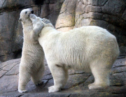 Augo the polar bear hugs mother Malik, Aalborg Zoo, Denmark - Dec 2011
