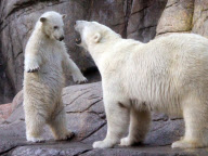 Augo the polar bear hugs mother Malik, Aalborg Zoo, Denmark - Dec 2011