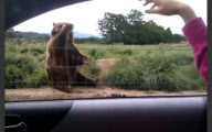 Winkender Grizzlybär