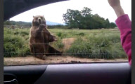 Winkender Grizzlybär