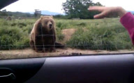 Winkender Grizzlybär