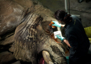 Operation am Elefanten