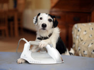 Stunt dog Sykes who stars in Midsomer Murders and as 'Harvey' in a Thinkbox TV advert, Clifton, Oxfordshire, Britain - 11 Jan 2011