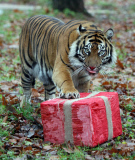 Sumatran tiger Bandra opens a Christmas present at Paignton Zoo, Devon, Britain - 09 Dec 2011