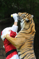 Santa Claus visits tigers, Australia Zoo, Queensland, Australia - 17 Dec 2011