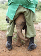 David Sheldrick Wildlife Trust elephant orphanage, Nairobi, Kenya, America - 28 Nov 2011