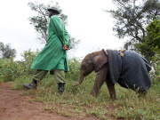 David Sheldrick Wildlife Trust elephant orphanage, Nairobi, Kenya, America - 28 Nov 2011