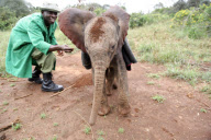 David Sheldrick Wildlife Trust elephant orphanage, Nairobi, Kenya, America - 28 Nov 2011