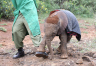 David Sheldrick Wildlife Trust elephant orphanage, Nairobi, Kenya, America - 28 Nov 2011
