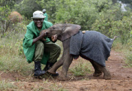 David Sheldrick Wildlife Trust elephant orphanage, Nairobi, Kenya, America - 28 Nov 2011