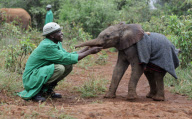 David Sheldrick Wildlife Trust elephant orphanage, Nairobi, Kenya, America - 28 Nov 2011