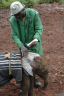 David Sheldrick Wildlife Trust elephant orphanage, Nairobi, Kenya, America - 28 Nov 2011