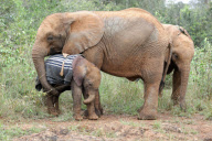 David Sheldrick Wildlife Trust elephant orphanage, Nairobi, Kenya, America - 28 Nov 2011