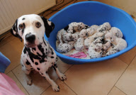 Dog gives birth to a litter of 15 puppies, Ammanford, Carmarthenshire, Wales - 19 Dec 2011