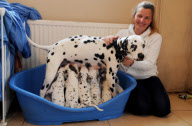 Dog gives birth to a litter of 15 puppies, Ammanford, Carmarthenshire, Wales - 19 Dec 2011