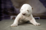 Siku the polar bear cub, Scandinavian Wildlife Park, Denmark - 22 Dec 2011