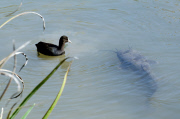 Wildlife at Lake Hula, Hachula Valley, Israel - Nov 2011