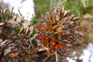 Large Groups of Monarch Butterflies Resting / Overwintering, Monarch Grove Sanctuary, Pacific Grove, California, America - Dec 2011