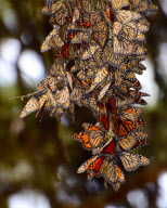 Large Groups of Monarch Butterflies Resting / Overwintering, Monarch Grove Sanctuary, Pacific Grove, California, America - Dec 2011
