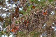 Large Groups of Monarch Butterflies Resting / Overwintering, Monarch Grove Sanctuary, Pacific Grove, California, America - Dec 2011