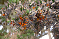 Large Groups of Monarch Butterflies Resting / Overwintering, Monarch Grove Sanctuary, Pacific Grove, California, America - Dec 2011