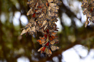 Large Groups of Monarch Butterflies Resting / Overwintering, Monarch Grove Sanctuary, Pacific Grove, California, America - Dec 2011