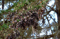 Large Groups of Monarch Butterflies Resting / Overwintering, Monarch Grove Sanctuary, Pacific Grove, California, America - Dec 2011
