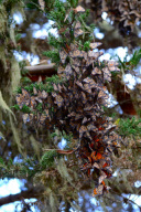 Large Groups of Monarch Butterflies Resting / Overwintering, Monarch Grove Sanctuary, Pacific Grove, California, America - Dec 2011