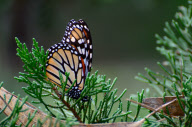 Large Groups of Monarch Butterflies Resting / Overwintering, Monarch Grove Sanctuary, Pacific Grove, California, America - Dec 2011