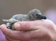 Flauschig: Weiblicher Nachwuchs bei den Humboldtpinguinen im Bergzoo Halle