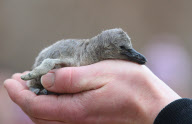 Flauschig: Weiblicher Nachwuchs bei den Humboldtpinguinen im Bergzoo Halle