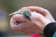 Flauschig: Weiblicher Nachwuchs bei den Humboldtpinguinen im Bergzoo Halle