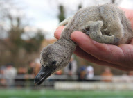 Flauschig: Weiblicher Nachwuchs bei den Humboldtpinguinen im Bergzoo Halle