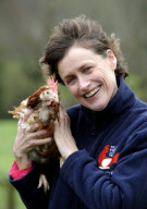Britain's 'last battery hen' Liberty given new home at British Hen Welfare Trust farm in Chulmleigh, Devon, Britain - 29 Dec 2011