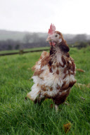 Britain's 'last battery hen' Liberty given new home at British Hen Welfare Trust farm in Chulmleigh, Devon, Britain - 29 Dec 2011