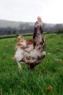 Britain's 'last battery hen' Liberty given new home at British Hen Welfare Trust farm in Chulmleigh, Devon, Britain - 29 Dec 2011