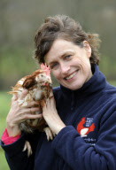 Britain's 'last battery hen' Liberty given new home at British Hen Welfare Trust farm in Chulmleigh, Devon, Britain - 29 Dec 2011