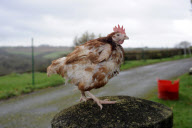 Britain's 'last battery hen' Liberty given new home at British Hen Welfare Trust farm in Chulmleigh, Devon, Britain - 29 Dec 2011